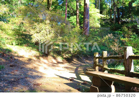 秋の陽ざしを浴びて歩く山道　ベンチ　風景 86750320