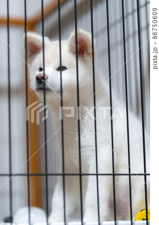 生後3ヶ月の白の秋田犬 生後3ヶ月の白の秋田犬 86750609