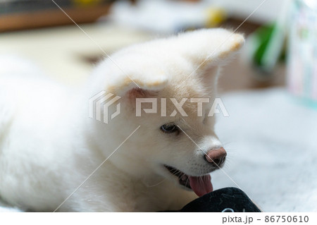 生後3ヶ月の白の秋田犬 生後3ヶ月の白の秋田犬 86750610