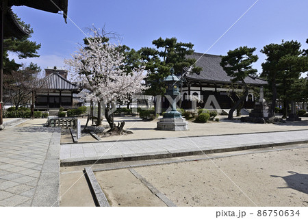 百萬遍知恩寺 桜 百萬遍知恩寺 桜 86750634