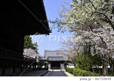 百萬遍知恩寺　桜 86750640