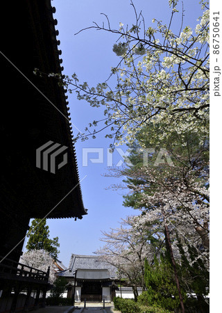 百萬遍知恩寺　桜 86750641