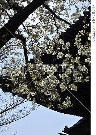 百萬遍知恩寺　桜 86750647