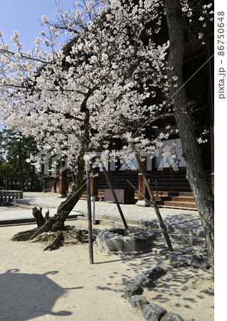 百萬遍知恩寺　桜 86750648
