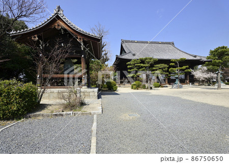 百萬遍知恩寺　桜 86750650