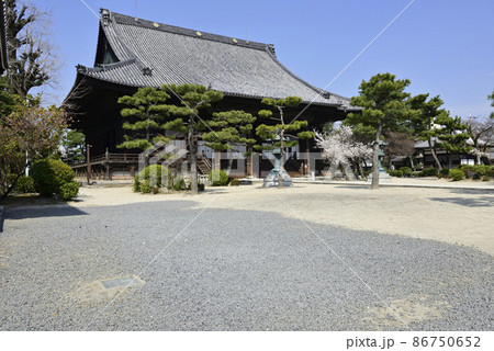 百萬遍知恩寺　桜 86750652