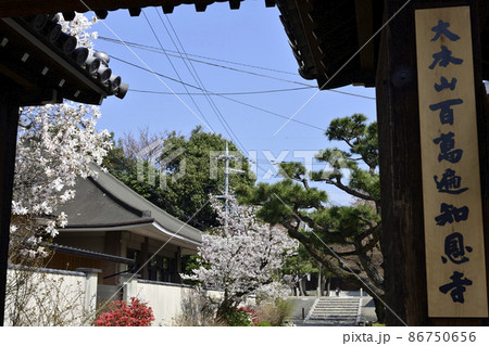 百萬遍知恩寺 桜 百萬遍知恩寺 桜 86750656