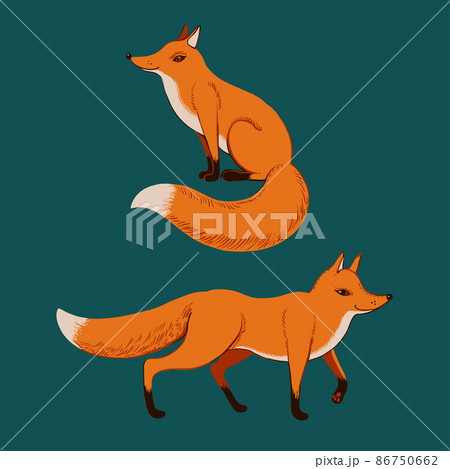 Cute sitting and standing red ginger fox 86750662