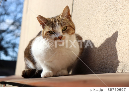 高みの見物 86750697