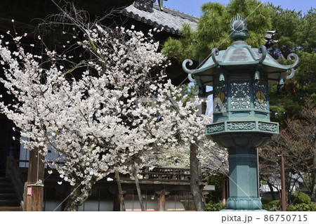 百萬遍知恩寺 ふじ桜(富士桜) 百萬遍知恩寺 ふじ桜(富士桜) 86750715