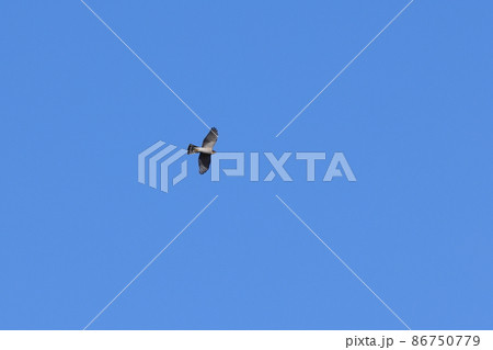 生き物　野鳥　ハイタカ、虹彩ががオレンジ色っぽいのはオス。冬には市街地の公園でも見られます 86750779