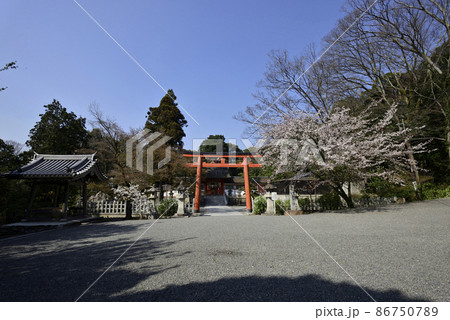 斎場所大元宮 桜 斎場所大元宮 桜 86750789