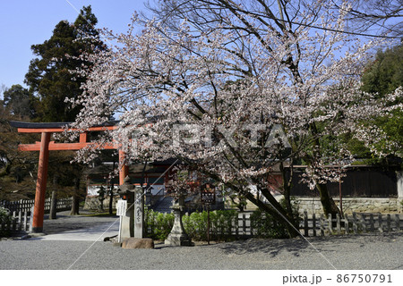 斎場所大元宮 桜 斎場所大元宮 桜 86750791