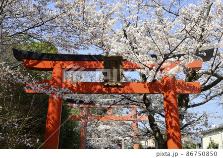 吉田神社　末社　竹中稲荷社　さくら 86750850