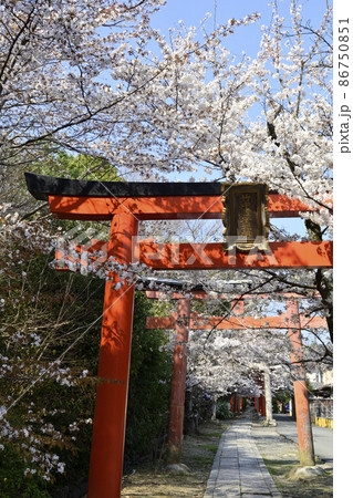 吉田神社 末社 竹中稲荷社 さくら 吉田神社 末社 竹中稲荷社 さくら 86750851