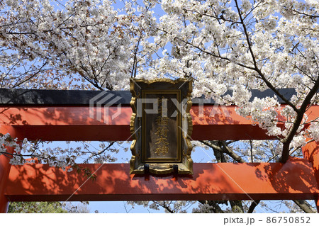 吉田神社 末社 竹中稲荷社 さくら 吉田神社 末社 竹中稲荷社 さくら 86750852