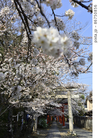 吉田神社 末社 竹中稲荷社 さくら 吉田神社 末社 竹中稲荷社 さくら 86750856