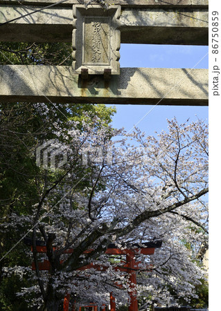 吉田神社 末社 竹中稲荷社 さくら 吉田神社 末社 竹中稲荷社 さくら 86750859