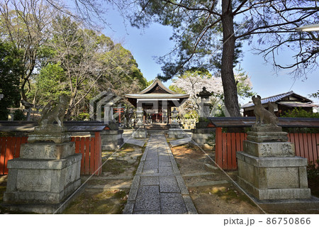 吉田神社 末社 竹中稲荷社 さくら 吉田神社 末社 竹中稲荷社 さくら 86750866