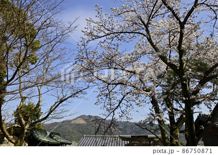 吉田神社 末社 竹中稲荷社 桜と大文字 吉田神社 末社 竹中稲荷社 桜と大文字 86750871