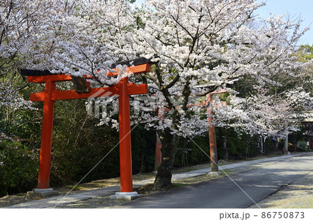 吉田神社 末社 竹中稲荷社 さくら 吉田神社 末社 竹中稲荷社 さくら 86750873