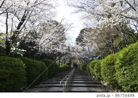 宗忠神社 桜 宗忠神社 桜 86750898