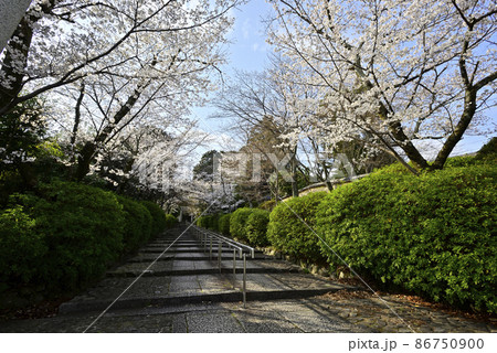宗忠神社 桜 宗忠神社 桜 86750900