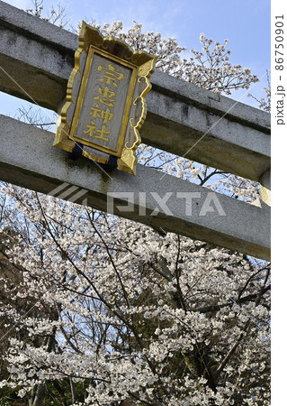 宗忠神社 桜 宗忠神社 桜 86750901