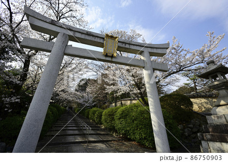 宗忠神社　桜 86750903