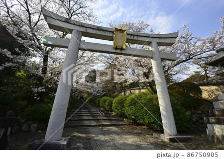 宗忠神社　桜 86750905