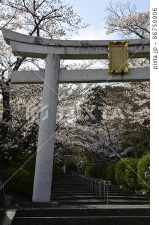 宗忠神社　桜 86750906