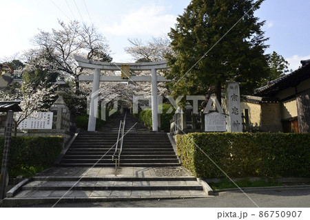 宗忠神社　桜 86750907