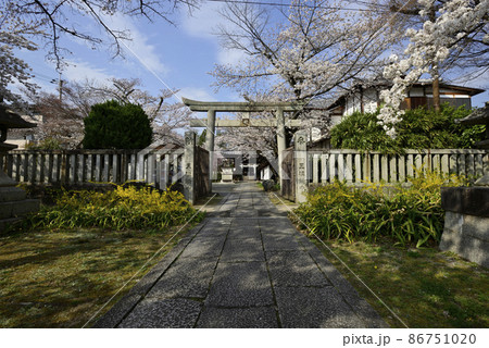 真如堂塔頭寺院　法伝寺　荼枳尼天の桜 86751020