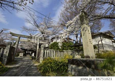 真如堂塔頭寺院　法伝寺　荼枳尼天の桜 86751021