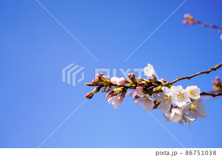桜 メッセージ 桜 メッセージ 86751038