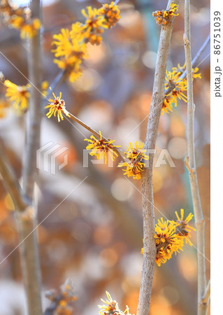 黄色い満作（マンサク）の花 86751039