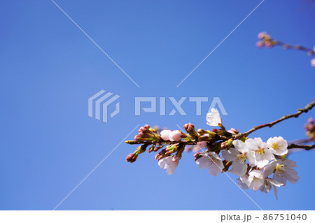 桜　メッセージ 86751040