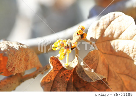 満作（マンサク）の花と枯れた葉 86751189
