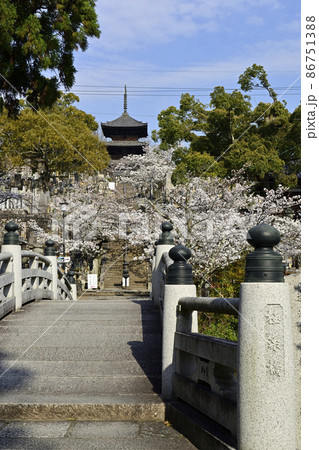 金戒光明寺　極楽橋　さくら 86751388