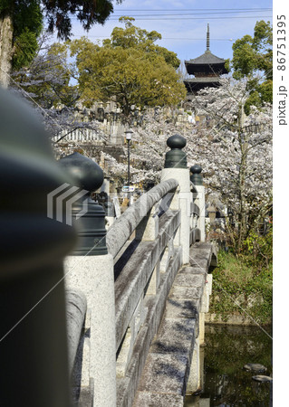 金戒光明寺　極楽橋　さくら 86751395