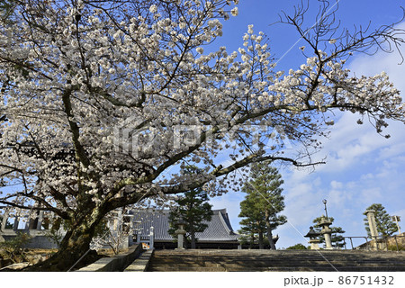 くろ谷　金戒光明寺　さくら 86751432