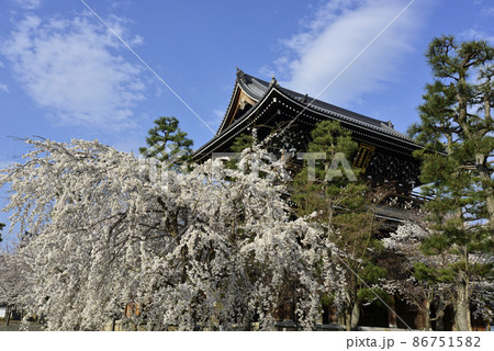 くろ谷 金戒光明寺 山門と桜 くろ谷 金戒光明寺 山門と桜 86751582