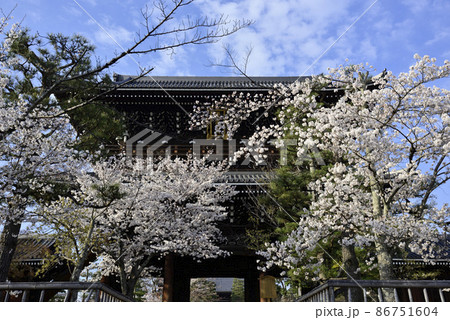 くろ谷 金戒光明寺 山門と桜 くろ谷 金戒光明寺 山門と桜 86751604