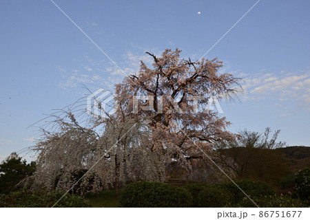 円山公園 祇園枝垂れ桜 円山公園 祇園枝垂れ桜 86751677