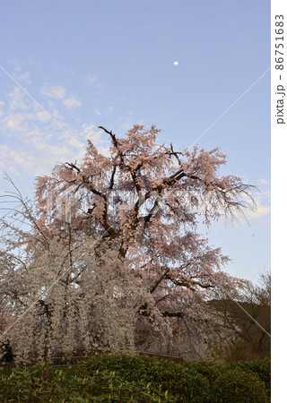 円山公園 祇園枝垂れ桜 円山公園 祇園枝垂れ桜 86751683
