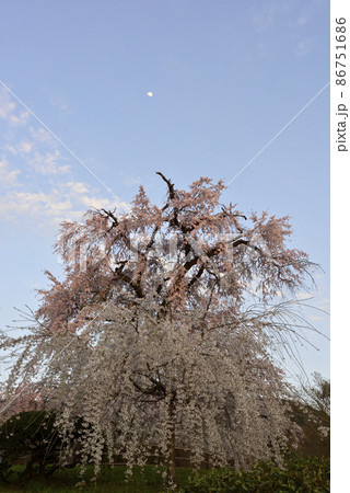 円山公園 祇園枝垂れ桜 円山公園 祇園枝垂れ桜 86751686