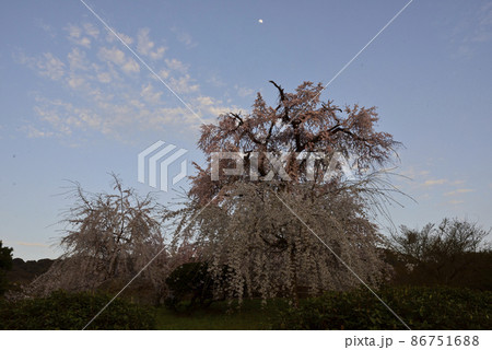 円山公園 祇園枝垂れ桜 円山公園 祇園枝垂れ桜 86751688