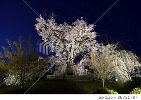 東山花灯路　円山公園　祇園枝垂れ桜と月 86751787