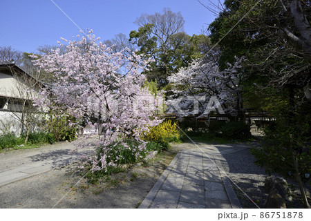京都御苑 宗像神社の桜 京都御苑 宗像神社の桜 86751878