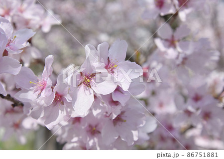 京都御苑　宗像神社の桜 86751881